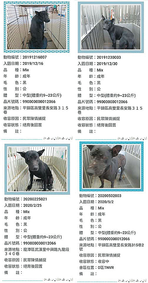 同一隻流浪狗短時間內被桃園市動物收容所抓捕4次。(讀者提供)