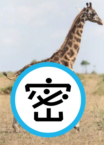 全球唯2侏儒症長頸鹿，分別在相距2千多公里遠的烏干達和納米比亞發現。（翻攝自「Live Science」Youtube）