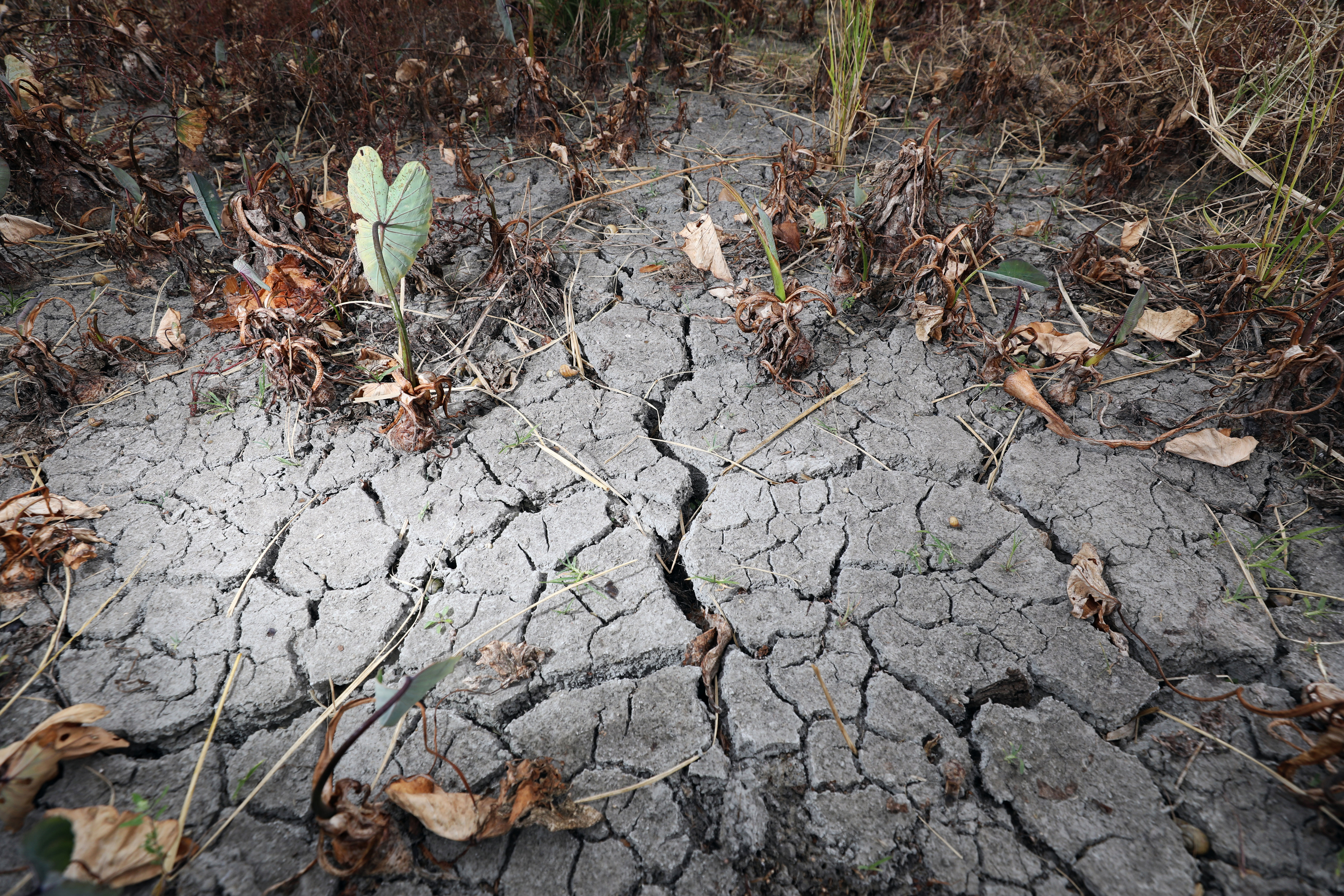 去年秋天起，大面積農地因無水灌溉被迫休耕，米糧產量減少，恐有漲價危機。