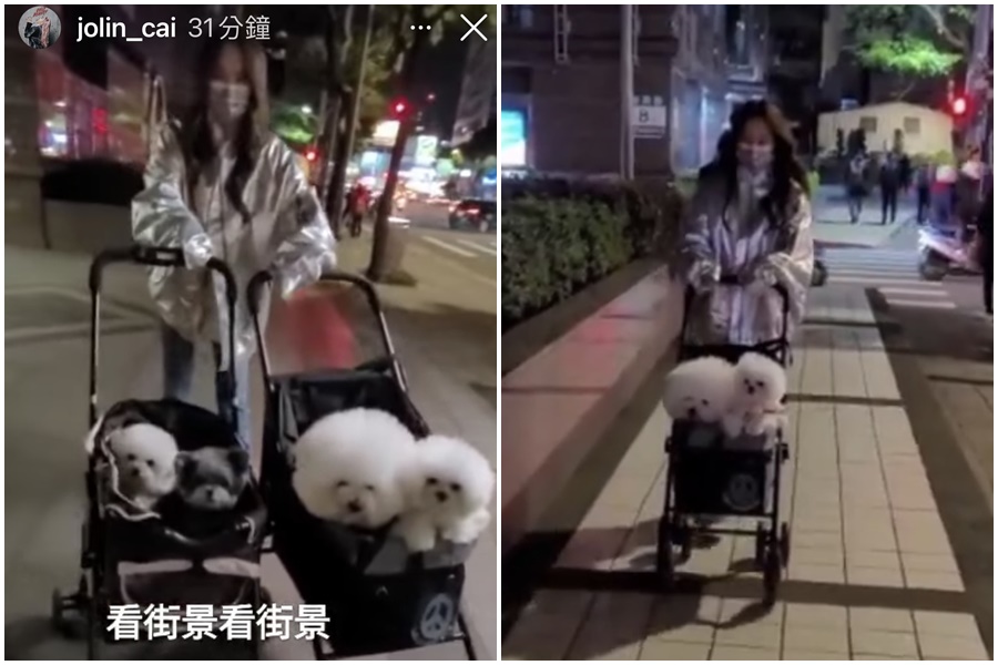蔡依林無懼寒流襲台，一身時尚推著愛犬屋虎與社長出門散步。（翻攝自蔡依林IG）