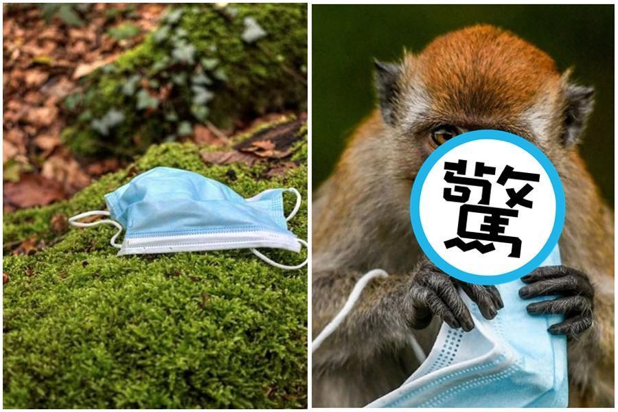時下挽救人命的口罩,演變成野生動物的殺手。(翻攝自Pixabay/@hmetromy推特)
