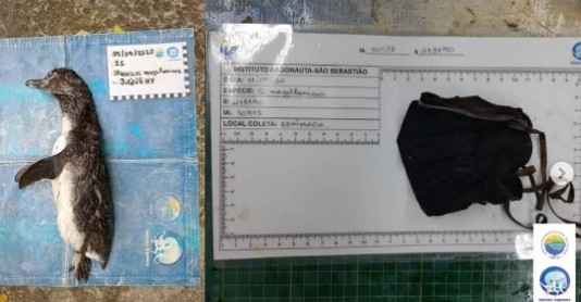 巴西還有保育人士在死去企鵝屍體胃裡發現人類亂丟棄的口罩。（翻攝自institutoargonauta IG）