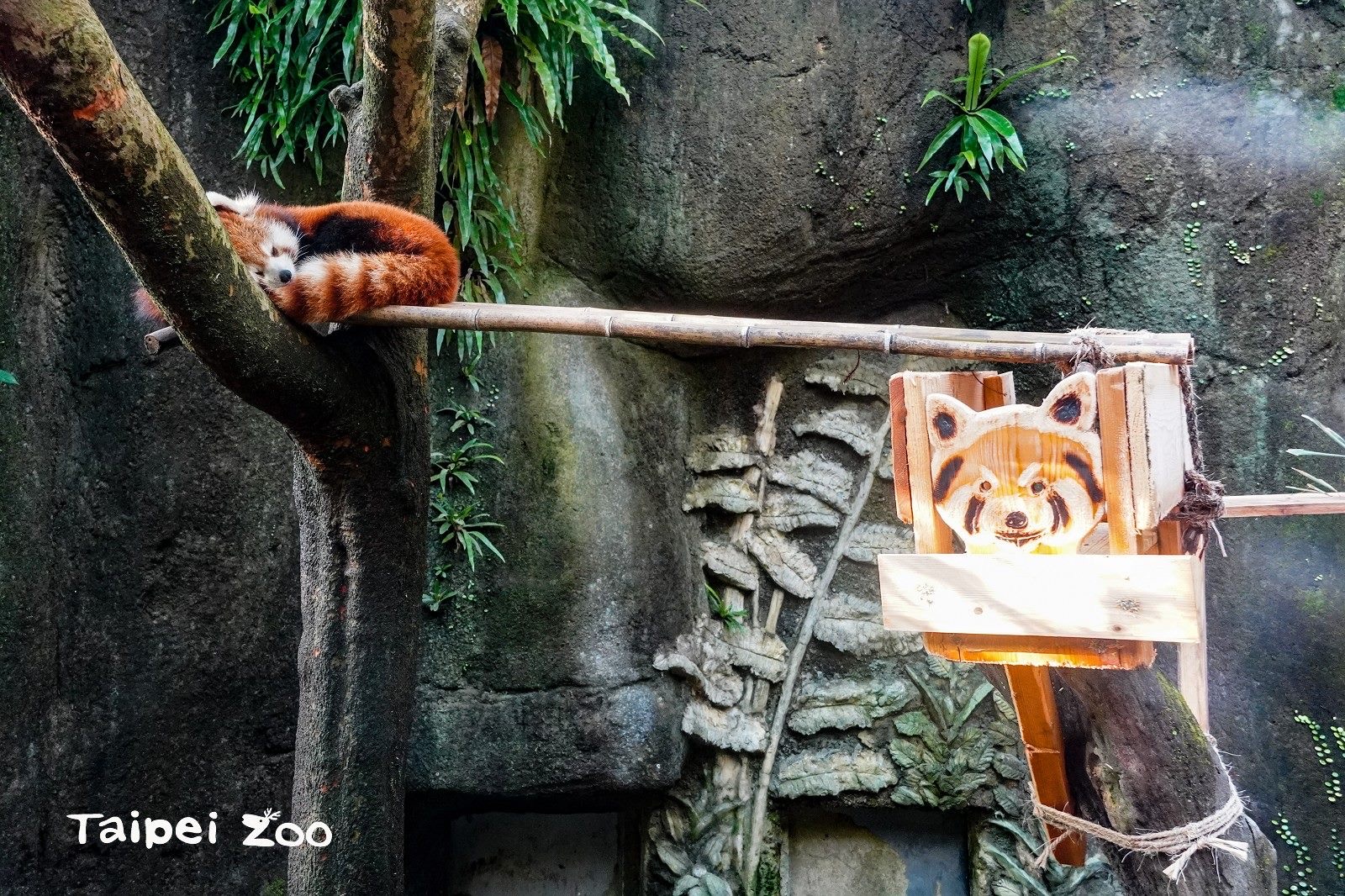 小貓熊超萌新家登場　開心入住盼好「孕」到