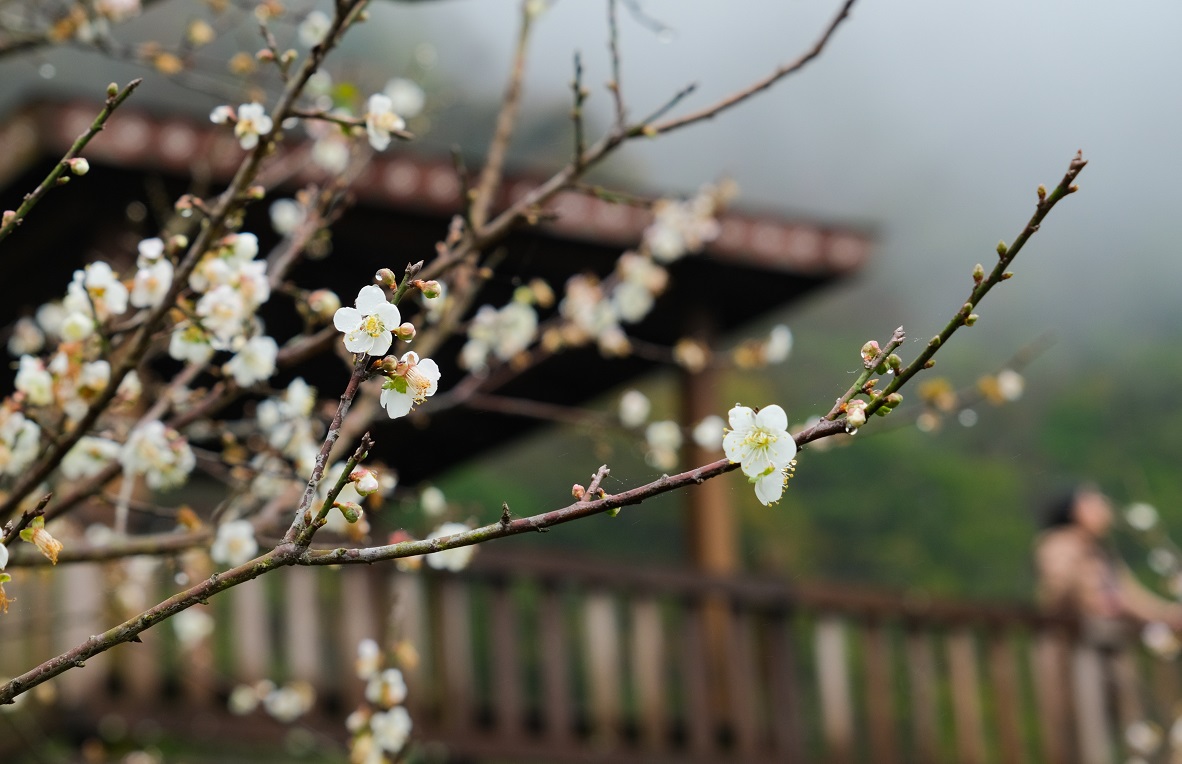 遠離塵囂的「西伯梅園」，景致格外清新脫俗。