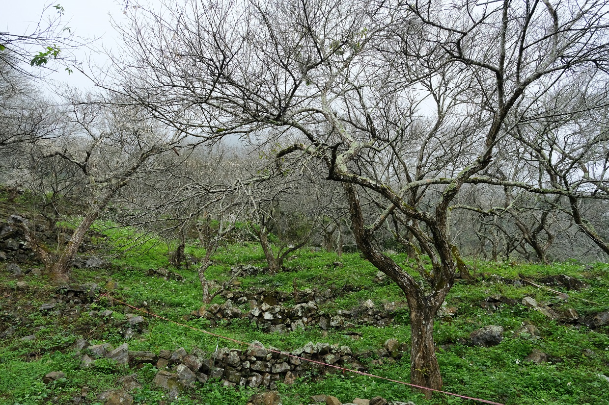 互助國小周邊梅園建在山坡上，石砌邊坡層層而上。