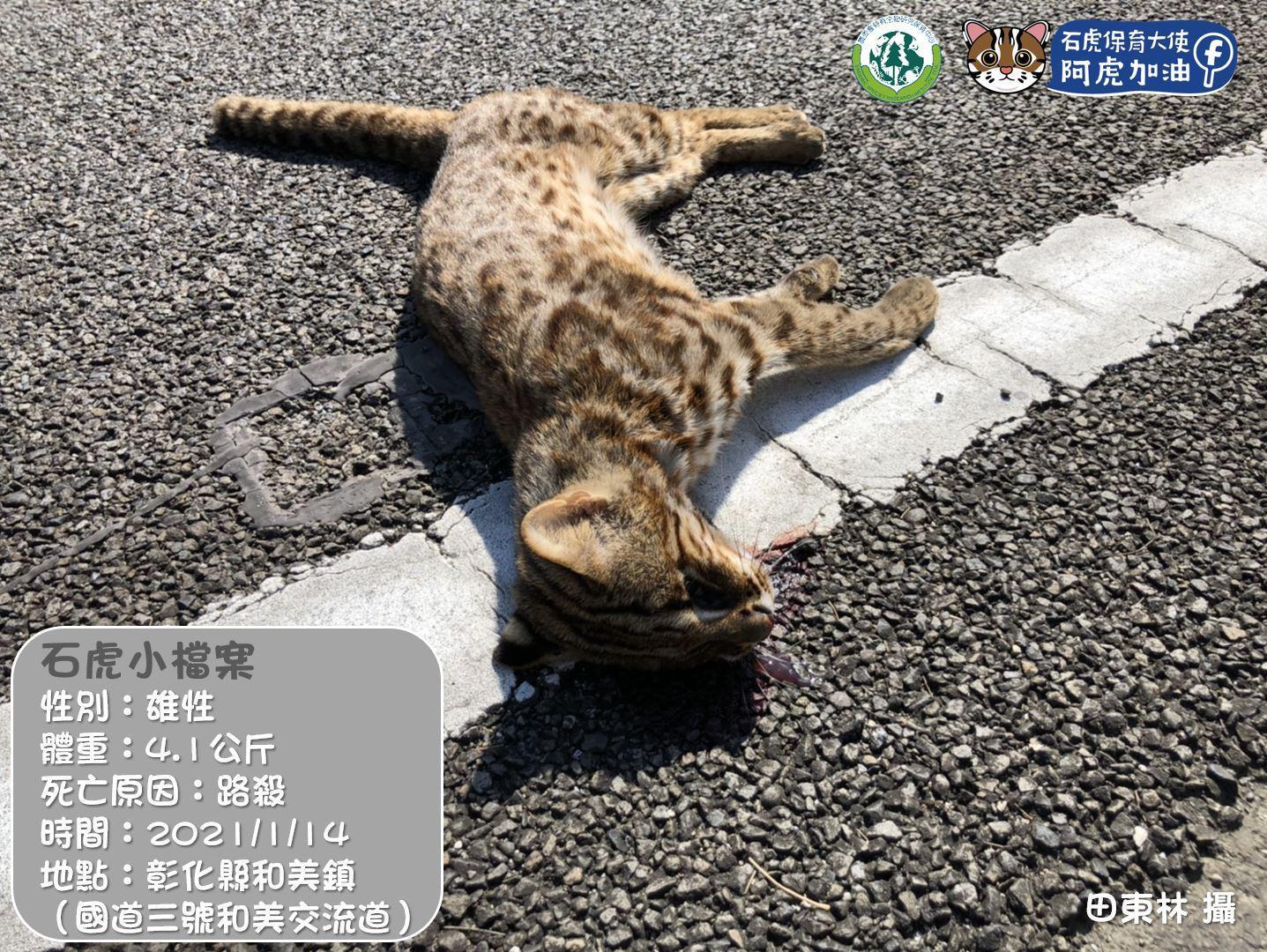 昨天彰化出現今年第一起石虎路殺案。(翻攝自石虎保育大使 阿虎加油臉書)