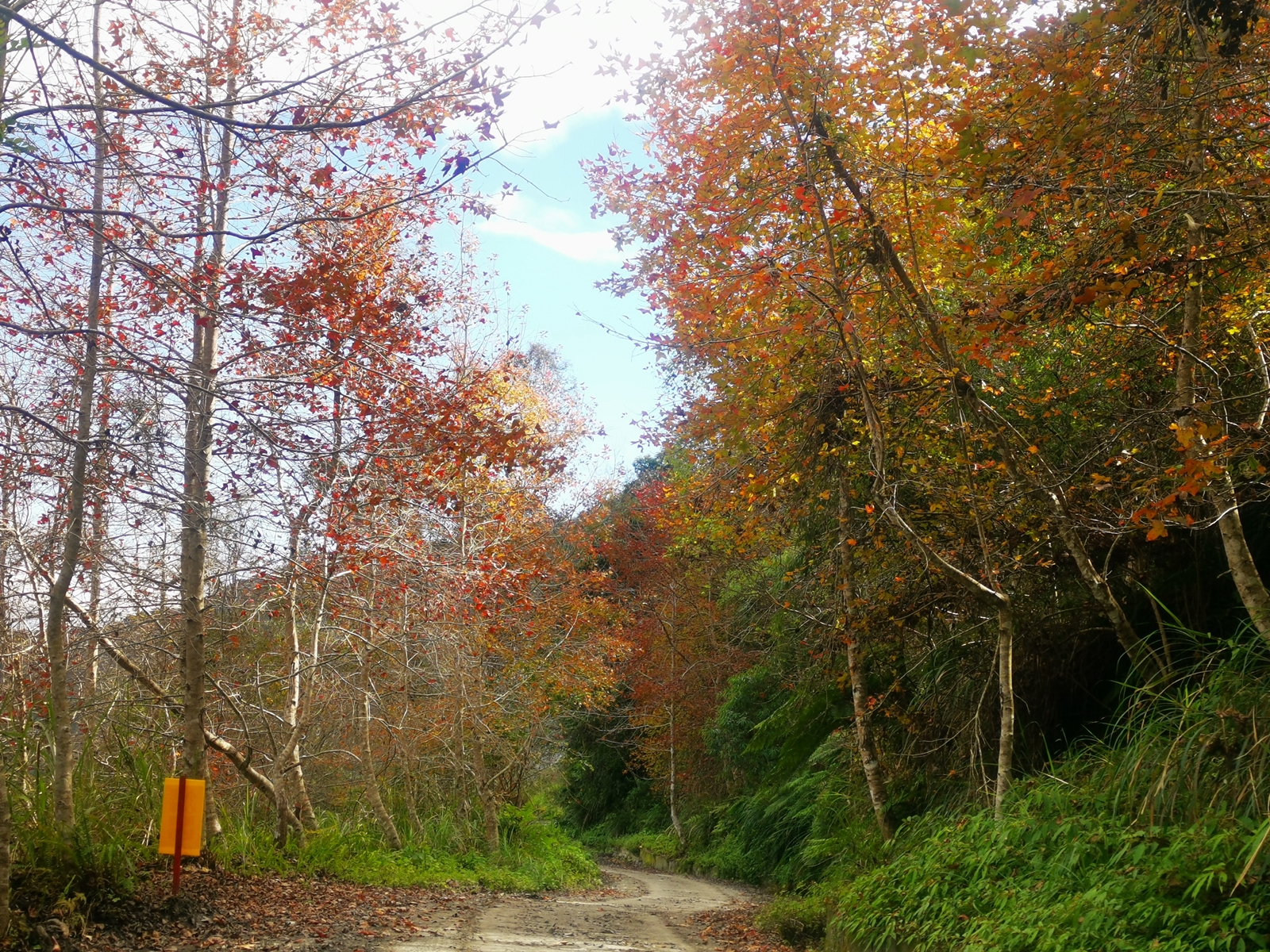萬榮林道上的楓葉非常美麗。