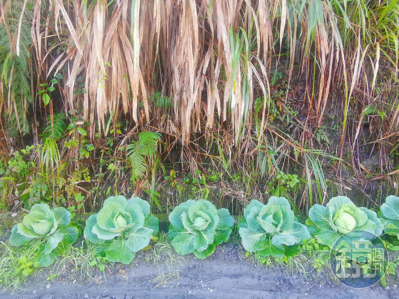 萬榮林道上可愛的路邊高麗菜，應為台電工作人員所種植。