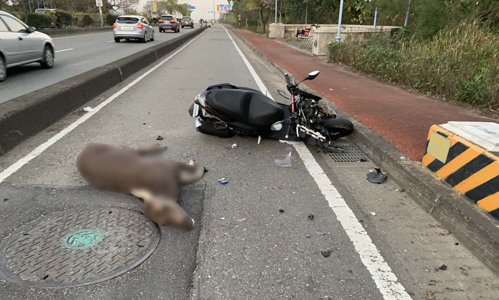 昨日下午在彰化縣台74甲道路，發生水鹿衝出路面，並遭汽機車追撞的意外。（警方提供）