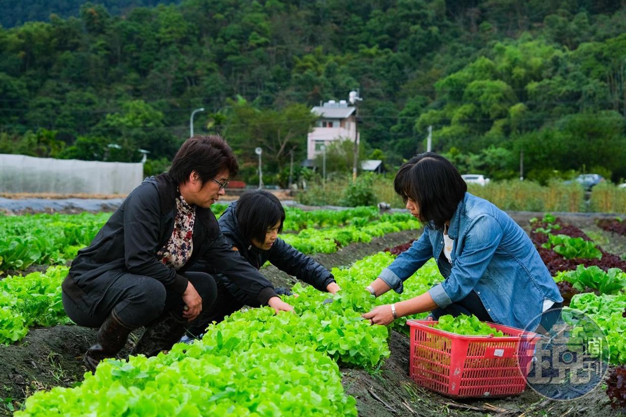 跟著農場主人林晏廷走入田間,體驗親手採摘蔬菜的樂趣。