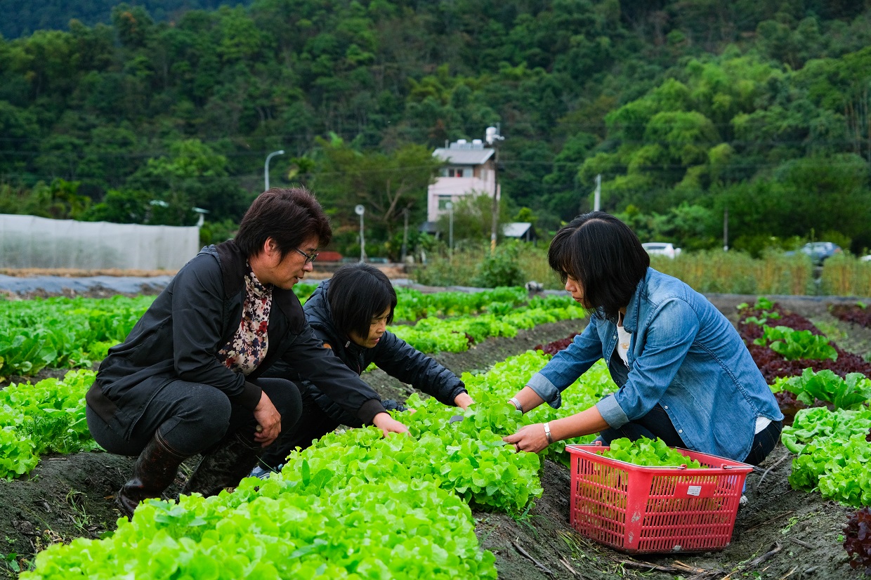 跟著農場主人林晏廷走入田間,體驗親手採摘蔬菜的樂趣。