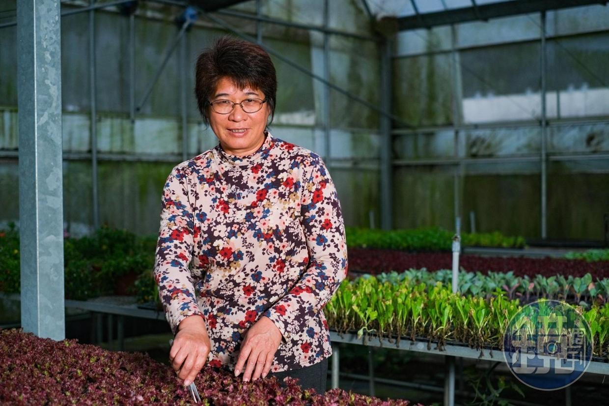 被稱為「生菜女王」的林晏廷,曾出版生菜及食用花食譜書籍。