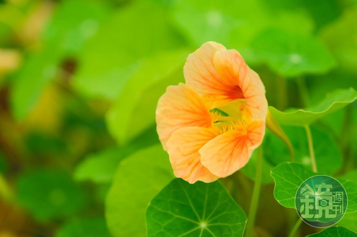 可食的金蓮花,味道嘗起來似芥末。