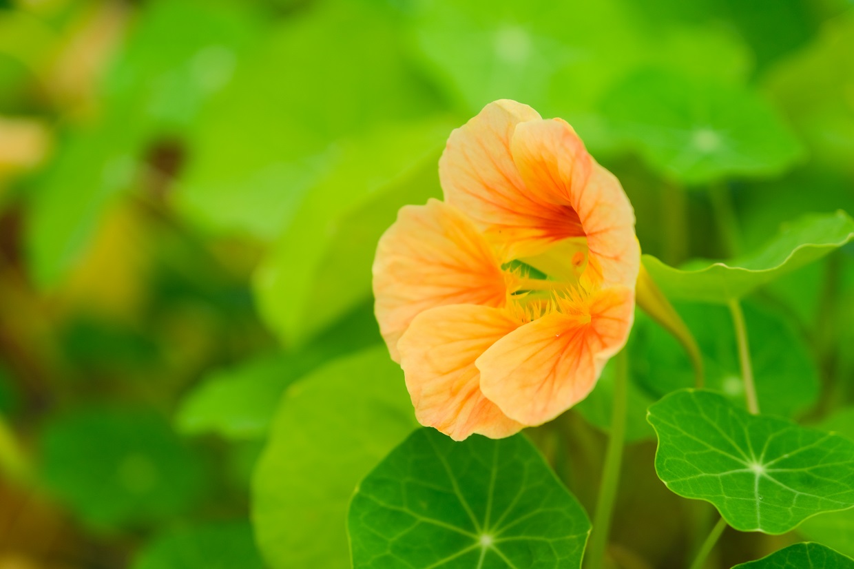 可食的金蓮花,味道嘗起來似芥末。