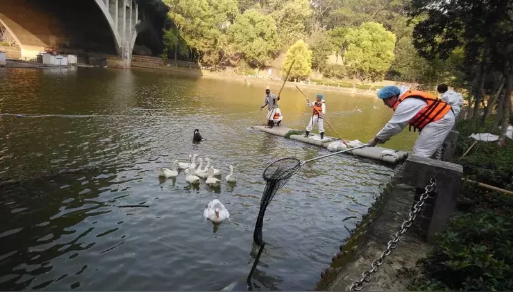 嘉義縣中正大學校園入口著名的寧靜湖爆發禽流感，日前展開撲殺。（翻攝畫面）