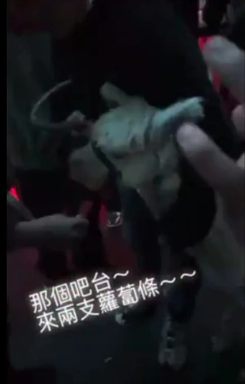 業者將草泥馬牽到舞池中央餵食紅蘿蔔。（翻攝自Dcard）