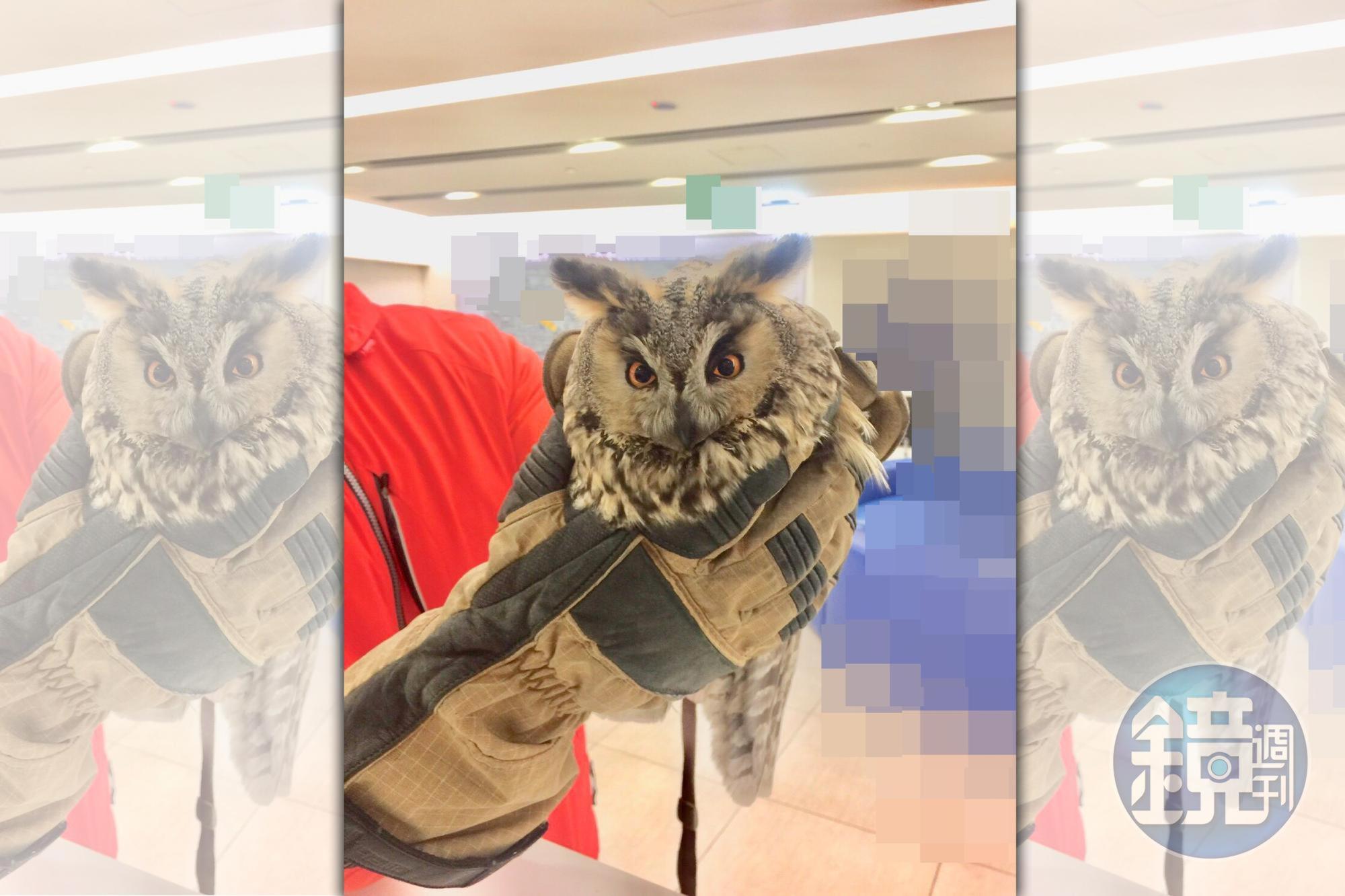 一隻長耳鴞前幾天誤入松山機場,經猛禽研究所獸醫檢查後狀況良好,目前已野放。(讀者提供)
