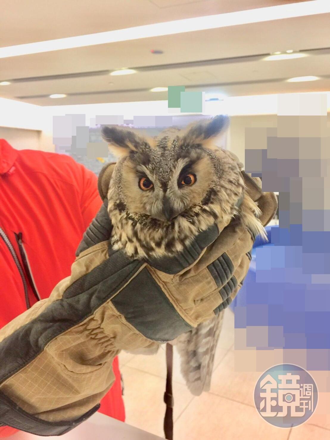 這隻長耳鴞非常美麗可愛。(讀者提供)