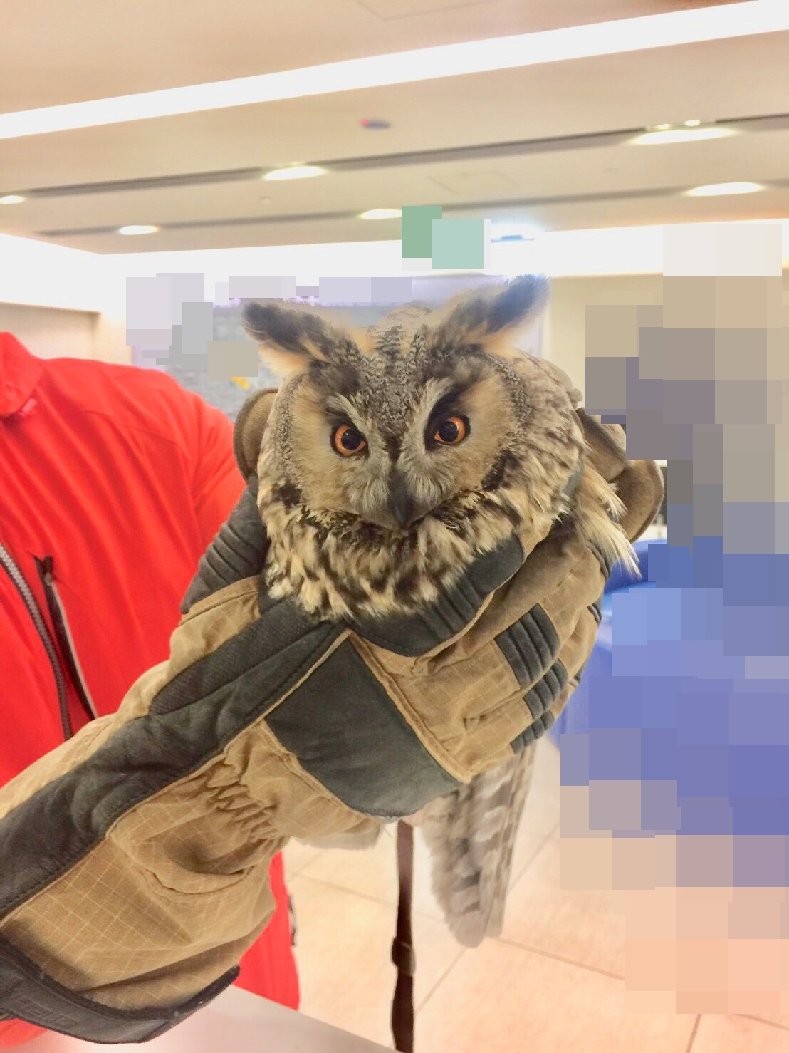 這隻長耳鴞非常美麗可愛。(讀者提供)