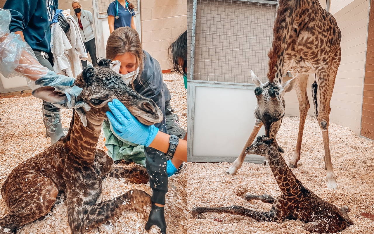 美國納什維爾動物園在喜迎長頸鹿寶寶誕生後不久，便發生憾事。（翻攝自Nashville Zoo推特）
