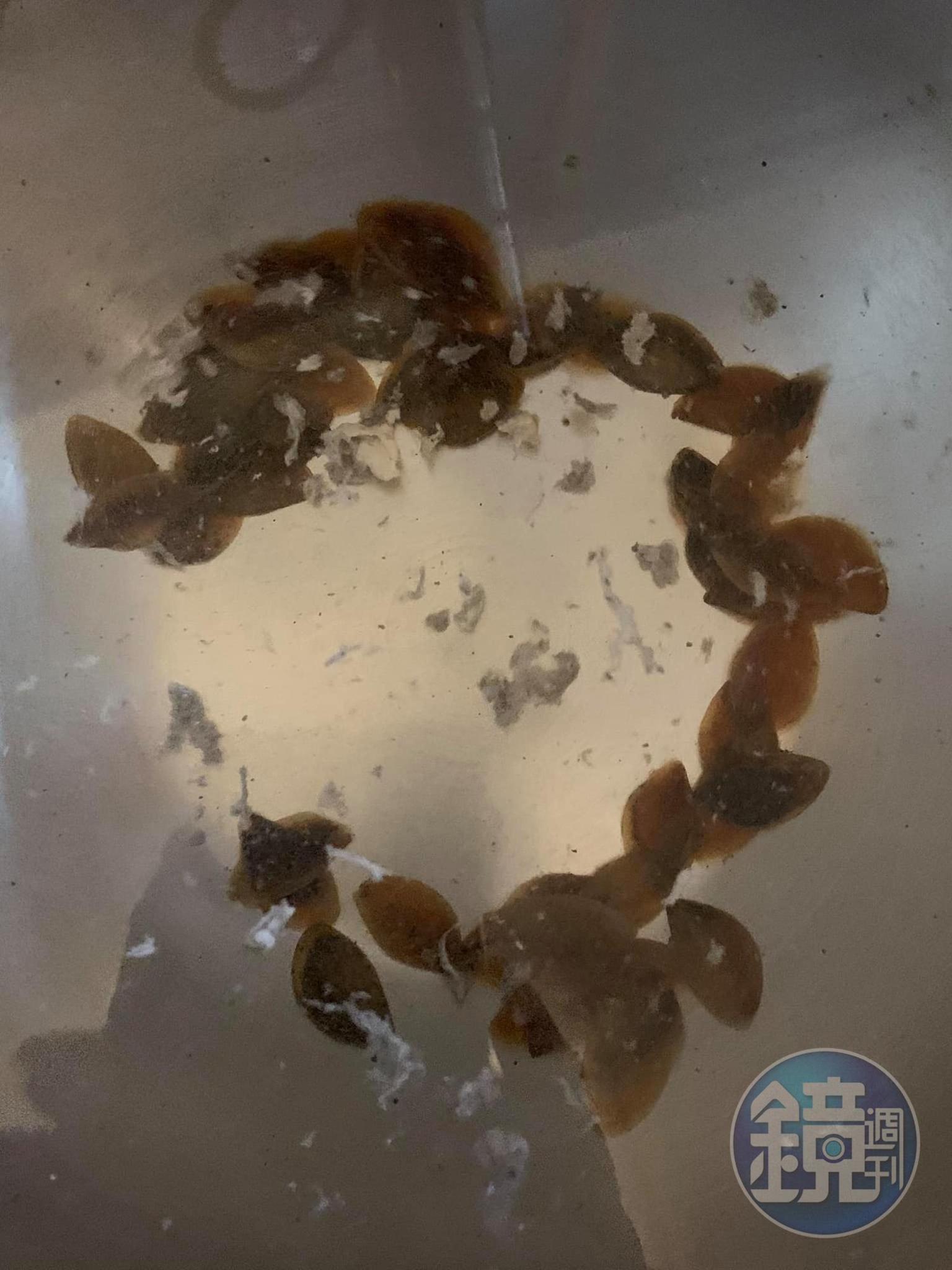 將鳳螺沖涼並揭去蓋子。
