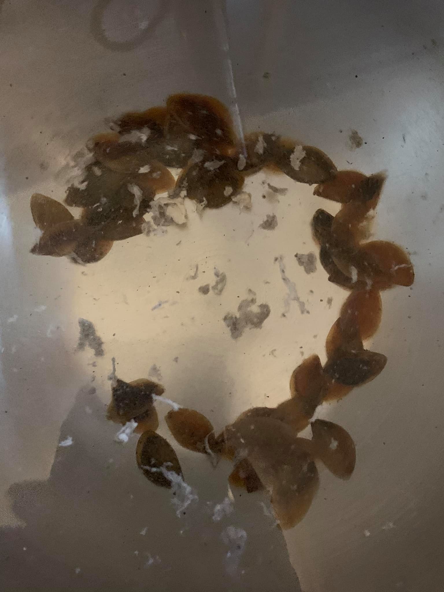 將鳳螺沖涼並揭去蓋子。
