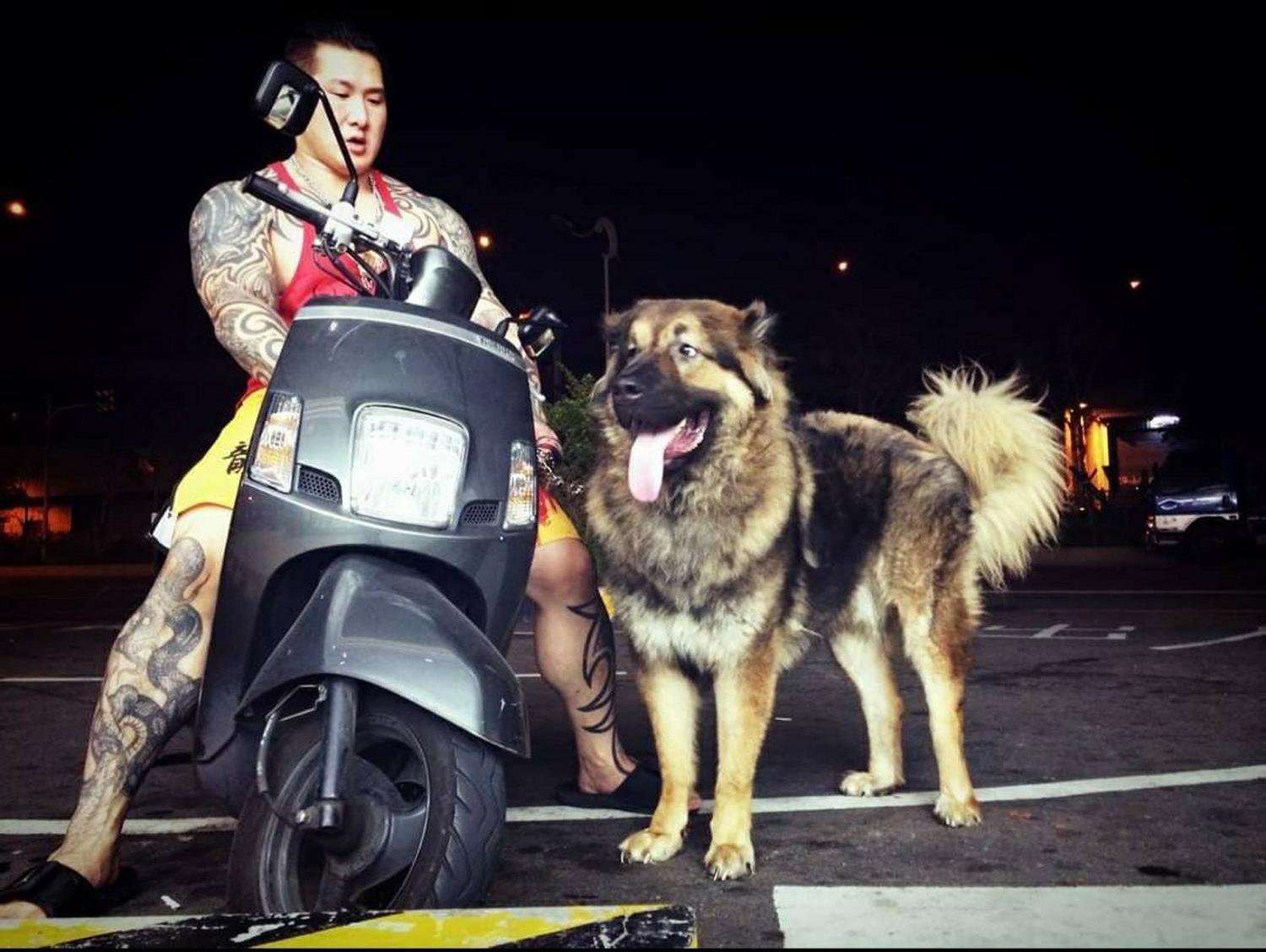 陳之漢很疼愛高加索犬大雄,現在牠還是林口館的「王」。(陳之漢提供)
