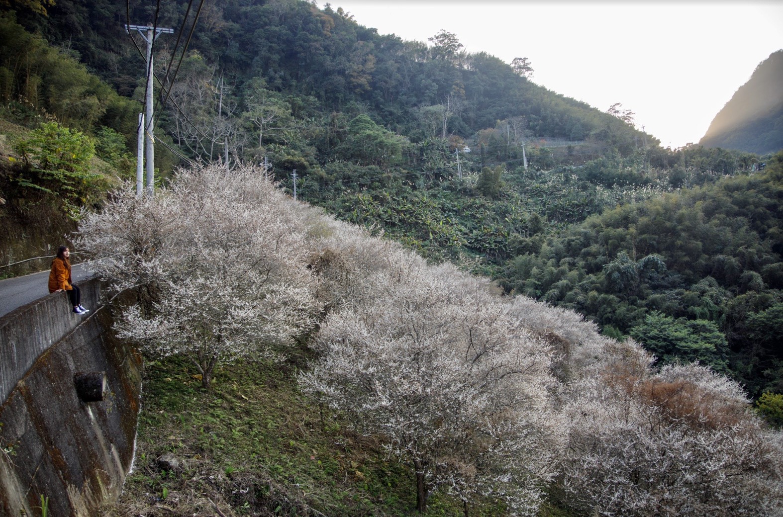 枝頭上開滿純白花朵，像覆蓋上一層雪。