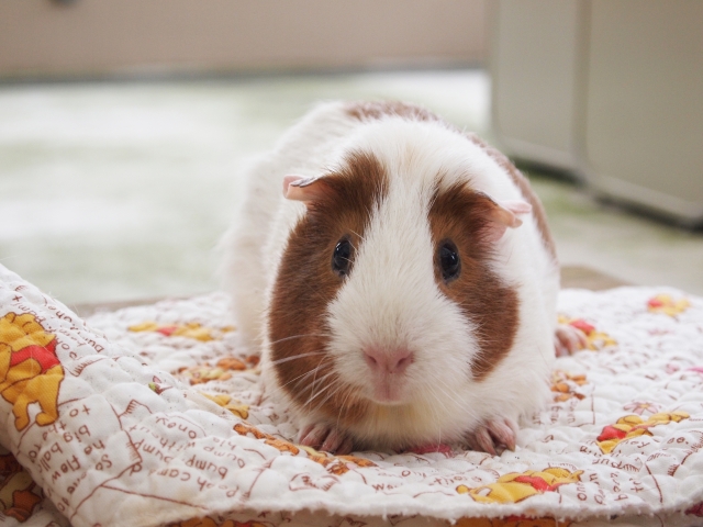 在一般亞洲民眾眼中看為可愛的天竺鼠，卻是秘魯的家常料理；示意圖。（photo-AC）