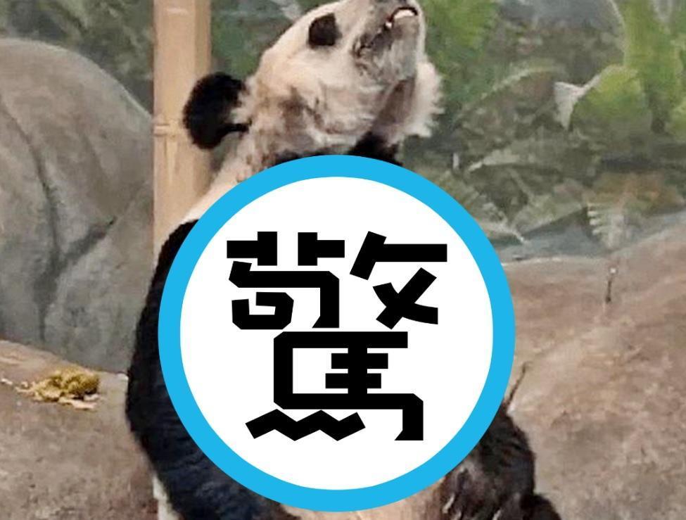 美國孟菲斯動物園遭中國大陸網友指控,虐待園區內的熊貓「丫丫」。(翻攝自微博)
