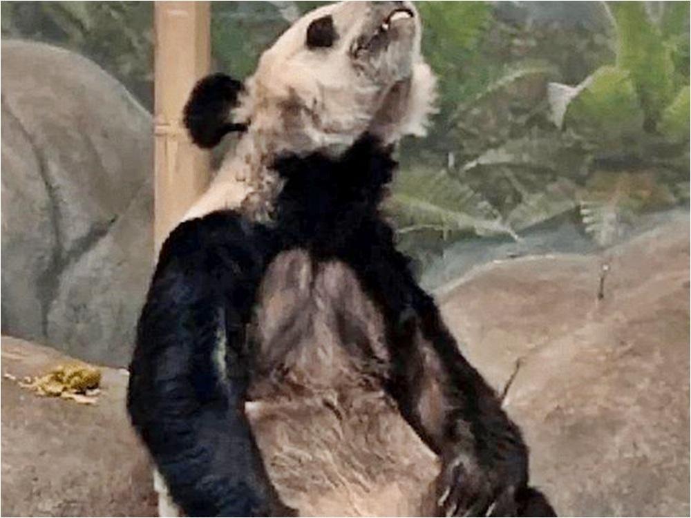 園方與中國動物園協會解釋,丫丫是因反覆罹患皮膚病,才導致毛皮的狀態不佳。(翻攝自微博)