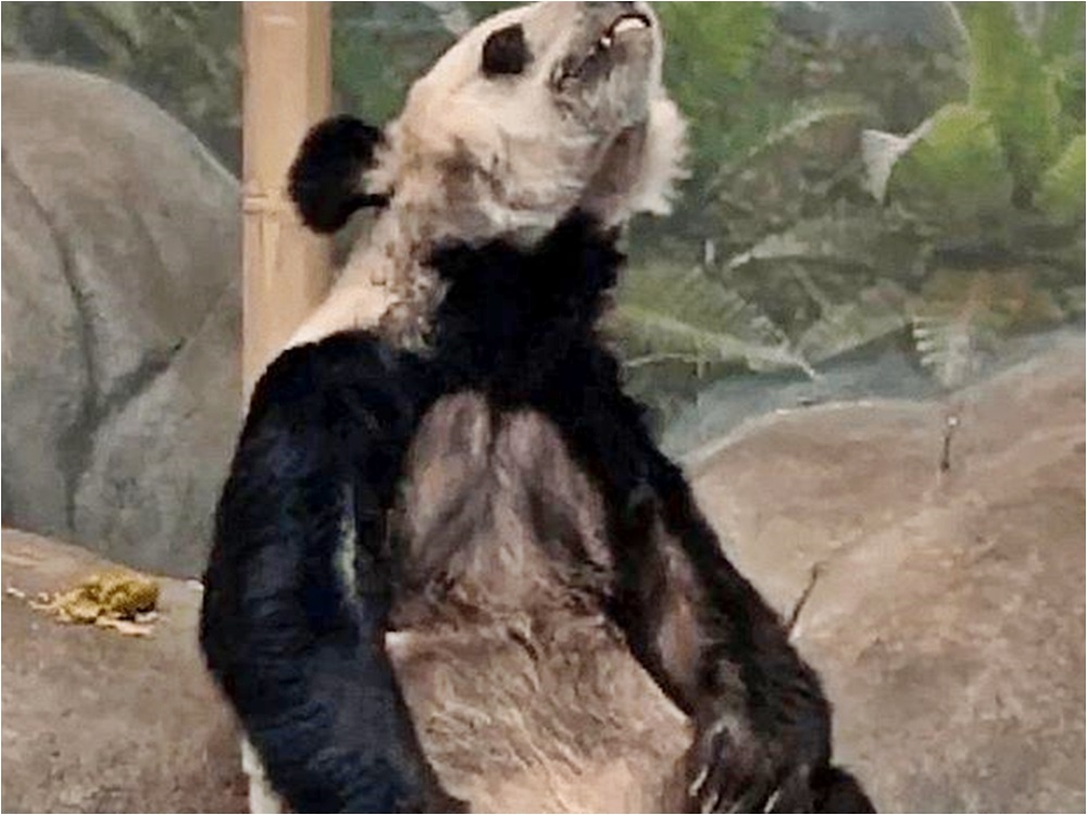 園方與中國動物園協會解釋,丫丫是因反覆罹患皮膚病,才導致毛皮的狀態不佳。(翻攝自微博)