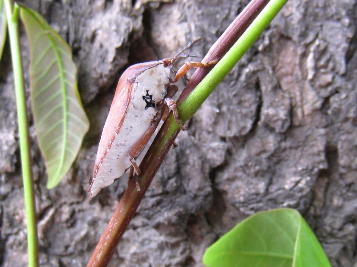荔枝椿象生活史為一年一世代，寄主為無患子科植物。（防檢局提供）