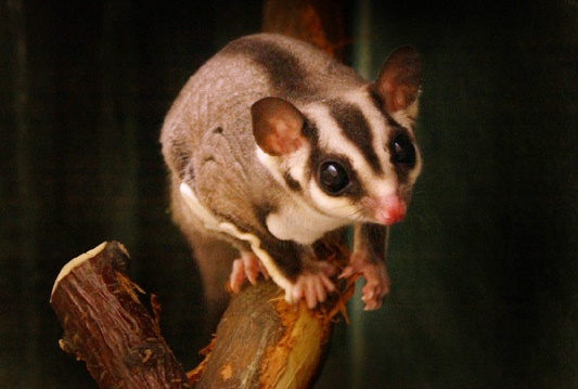 今年學測傳出一名考生攜帶蜜袋鼯進考場，考試途中爬到其他考生身上，圖為示意圖。（翻攝自Animal Diversity Web）