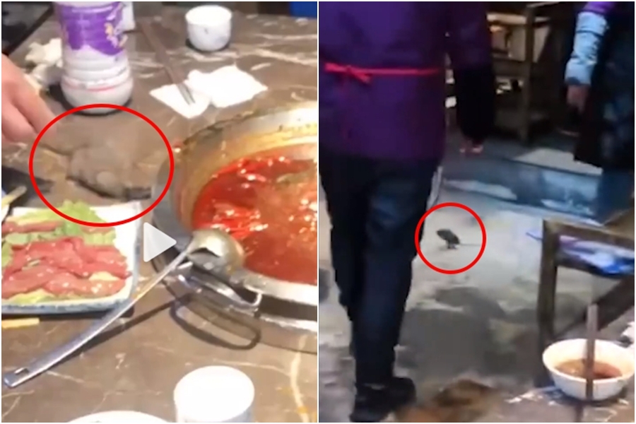 中國四川一間火鍋店，客人正在用餐時，一隻老鼠從天而降，店員立刻徒手將老鼠抓住，之後將牠摔到地上踩死。（翻攝自沸點視頻）