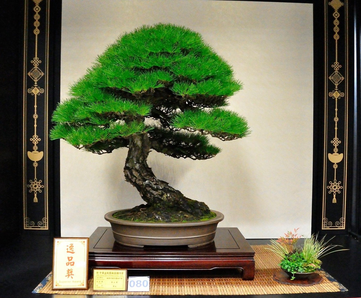 周元鵬與父親周渭臣花28年共同創作的作品—黑松。（周元鵬提供）