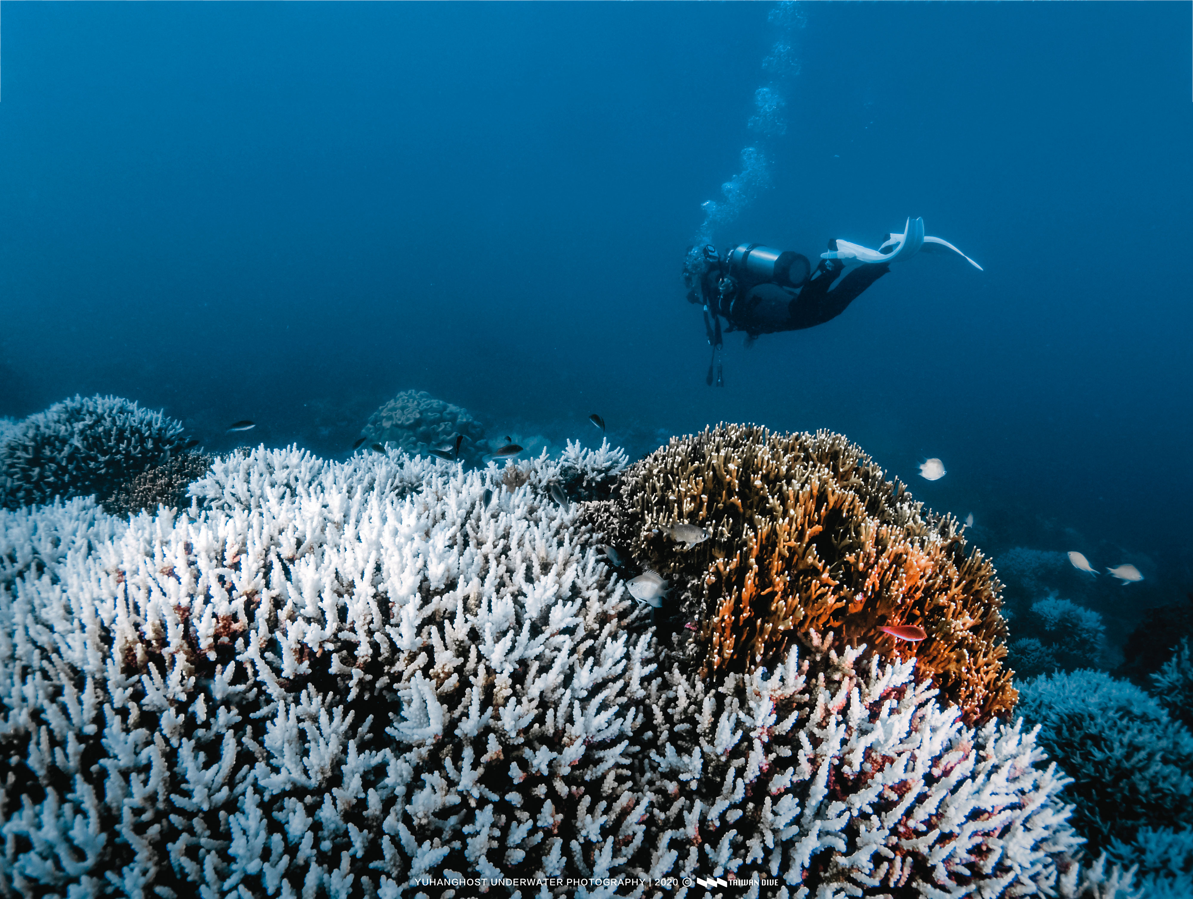 全球暖化，海洋熱壓力節節上升，致使台灣在2020年發生最大規模的珊瑚白化事件。（台灣潛水提供）