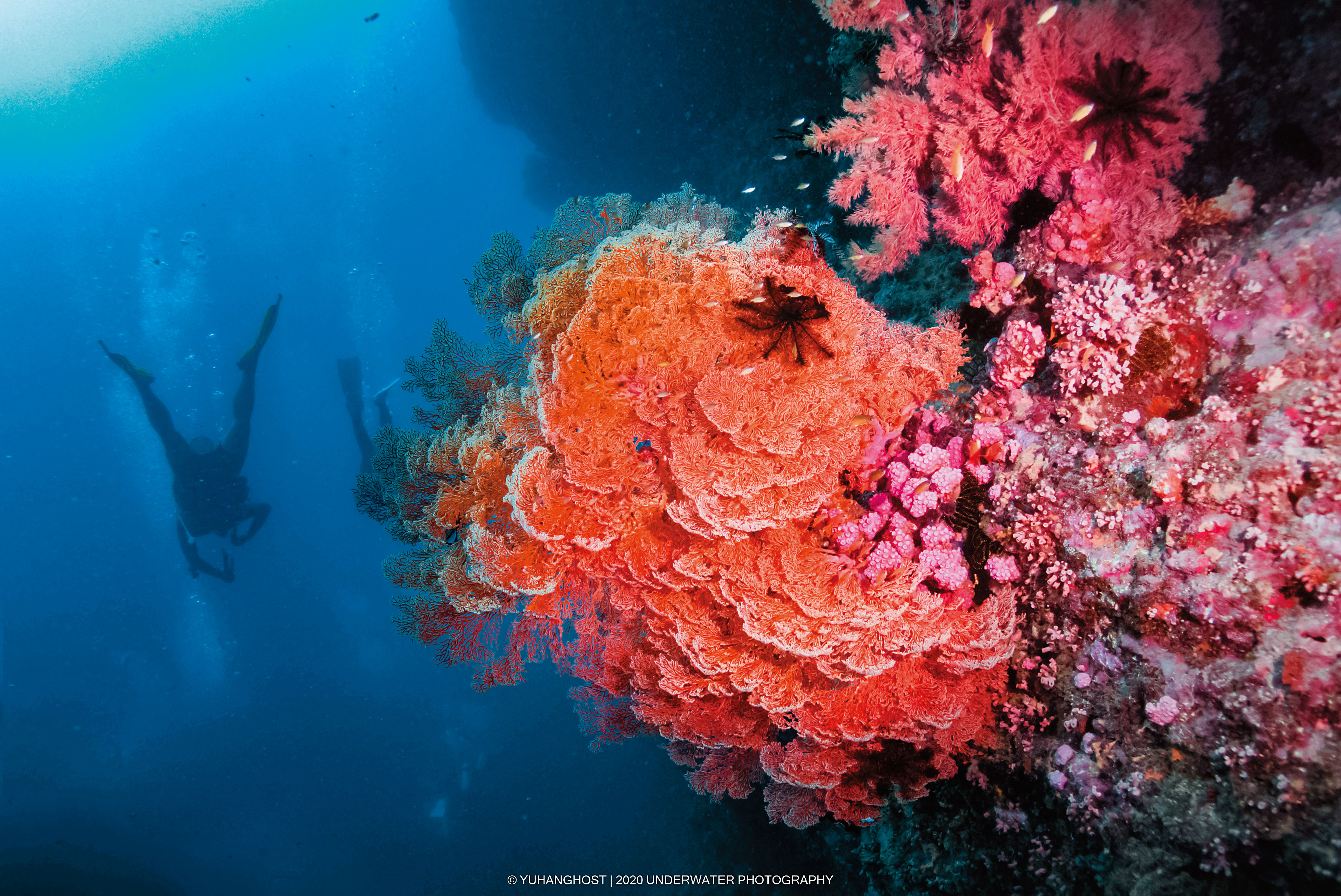 台灣位於亞熱帶與熱帶氣候區間，因溫度適宜，孕育多彩的珊瑚礁，生物多樣性豐富。讓來自地中海的Yannick非常驚豔。（台灣潛水提供）