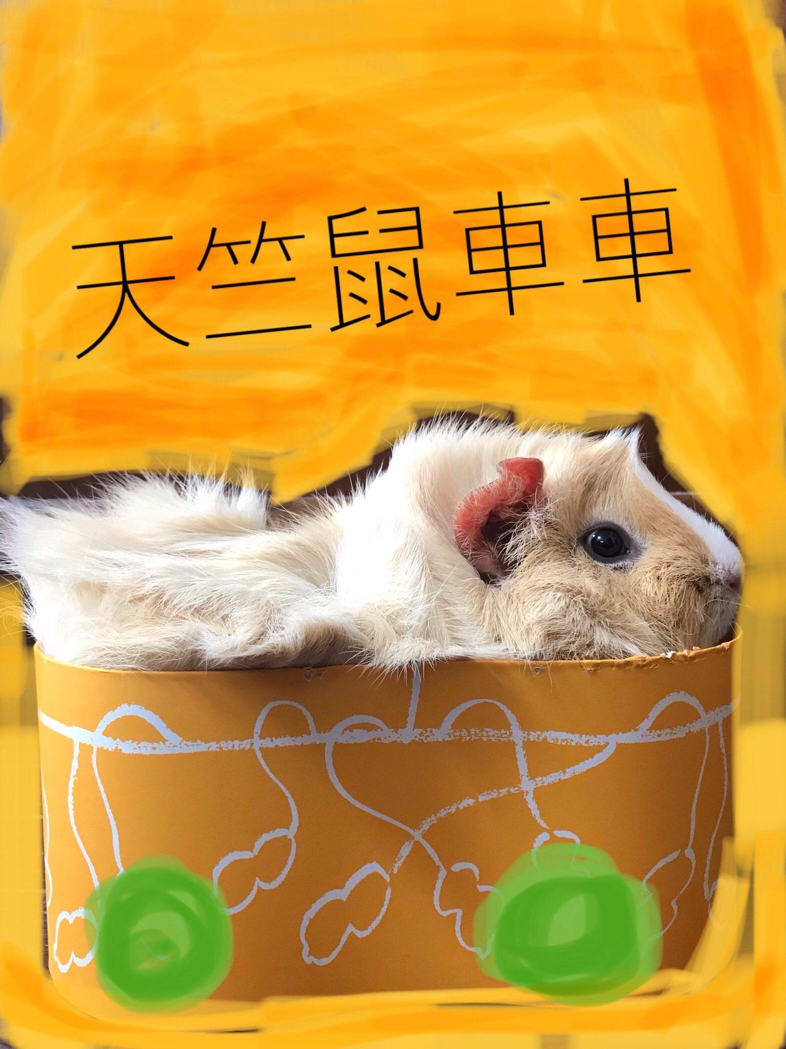 見里瑞穗PO出「馬鈴薯」坐在小箱子裡頭的照片,上方還附上中文「天竺鼠車車」。(翻攝自推特@mizuho_misato)