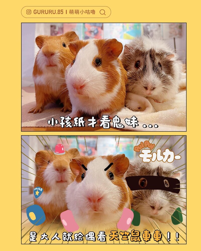 飼主「萌萌小咕嚕」的真鼠版天竺鼠車車。（翻攝自IG萌萌小咕嚕）