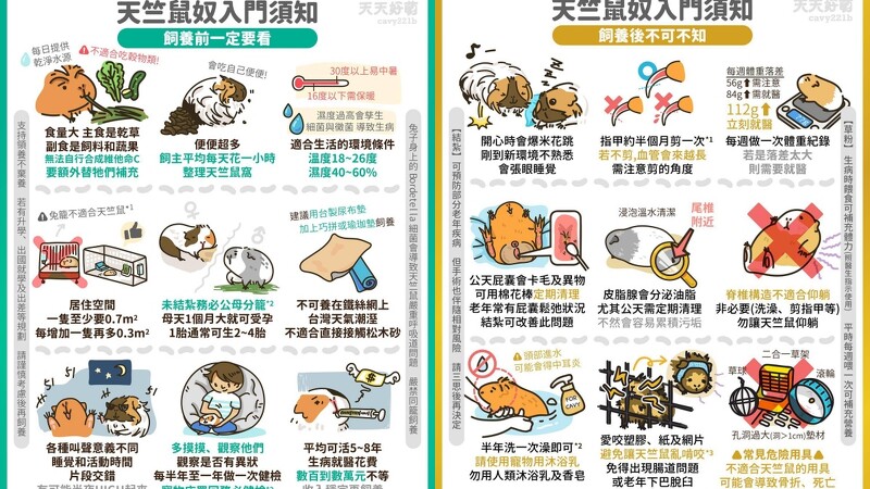 天竺鼠飼養不易，飼主分享天竺鼠入門須知。（翻攝自IG天天好萌天竺鼠華生與夏洛克）