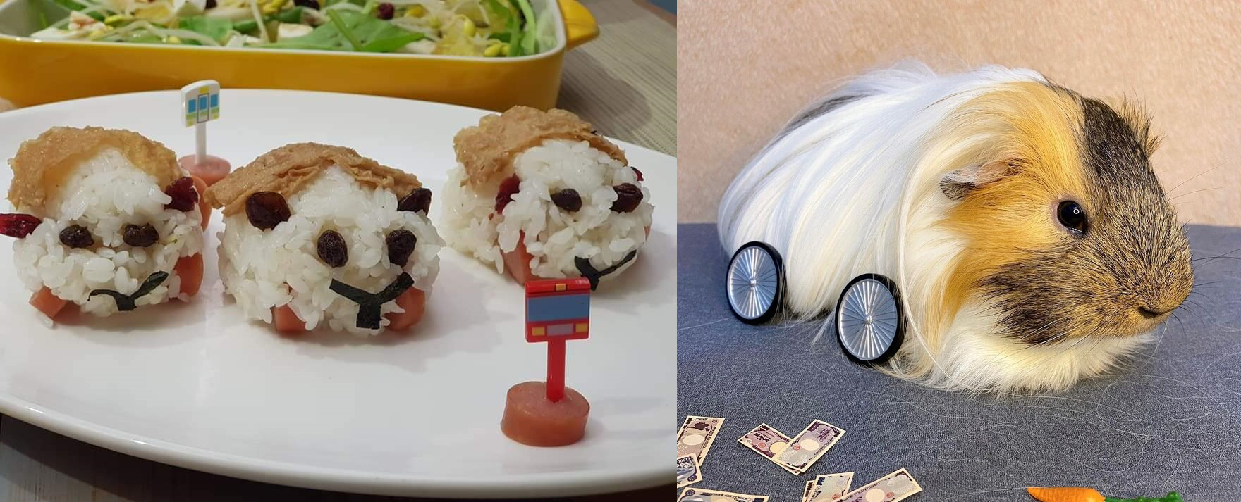 天竺鼠車車真鼠版看了超中毒！（翻攝自夏夏叫兄弟&林同學／天天好萌-天竺鼠華生與夏克洛FB）