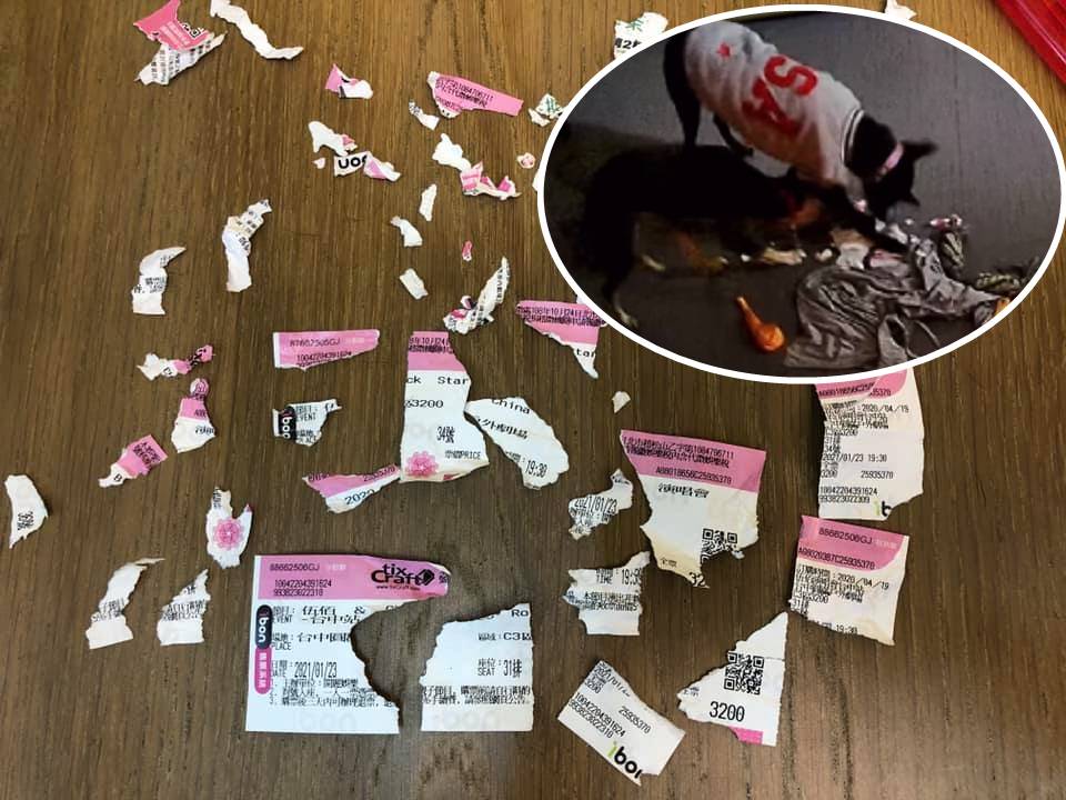 有民眾買了伍佰台中場演唱會門票，才去洗澡出來就發生悲劇，發現放在桌上價值6,400元的門票變成碎片，調監視器發現是被狗兒咬爛。（翻攝自黑犬軍團臉書社團）