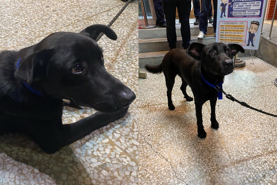 花蓮有一隻黑狗一直跟著巡邏員警至派出所，沒想到竟然是附近分局的狗。（翻攝自花蓮分局豐川派出所臉書）