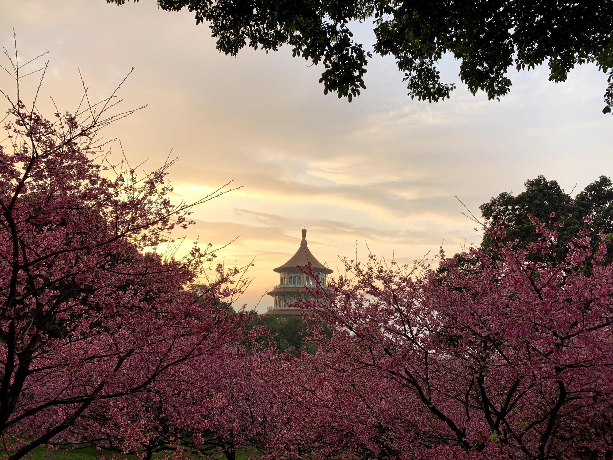 淡水無極天元宮,每年1~3月櫻花盛開時吸引大批遊客前往觀賞。(讀者提供)