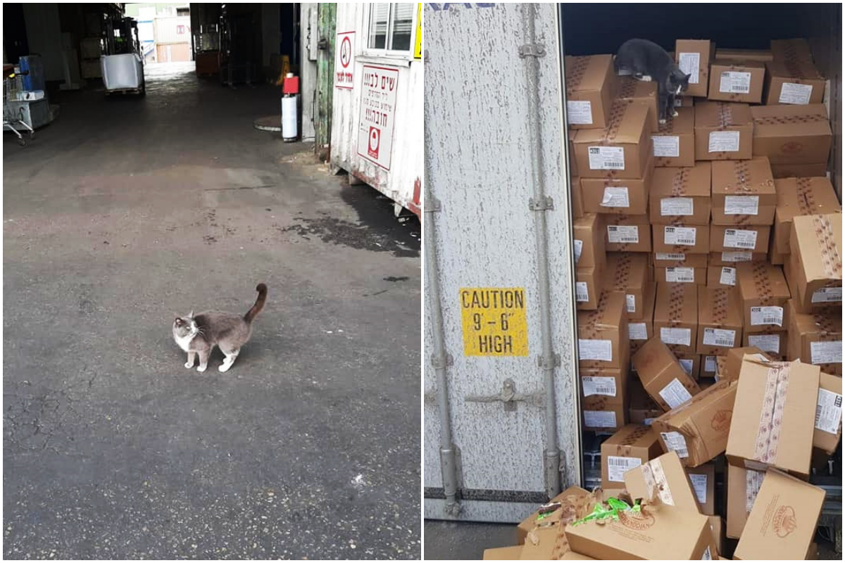 貓咪飄洋過海2千公里，僅靠貨櫃中的巧克力，和少量冷凝水度過3週，意外在異鄉找到歸宿。（翻攝自Star Shine Shipping LTD臉書）