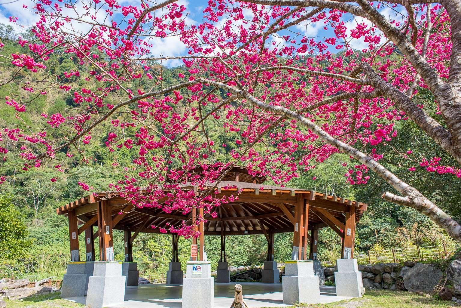 八仙山國家森林遊樂區櫻花。(林務局提供)