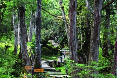 太平山國家森林遊樂區檜木原始林步道。(林務局提供)