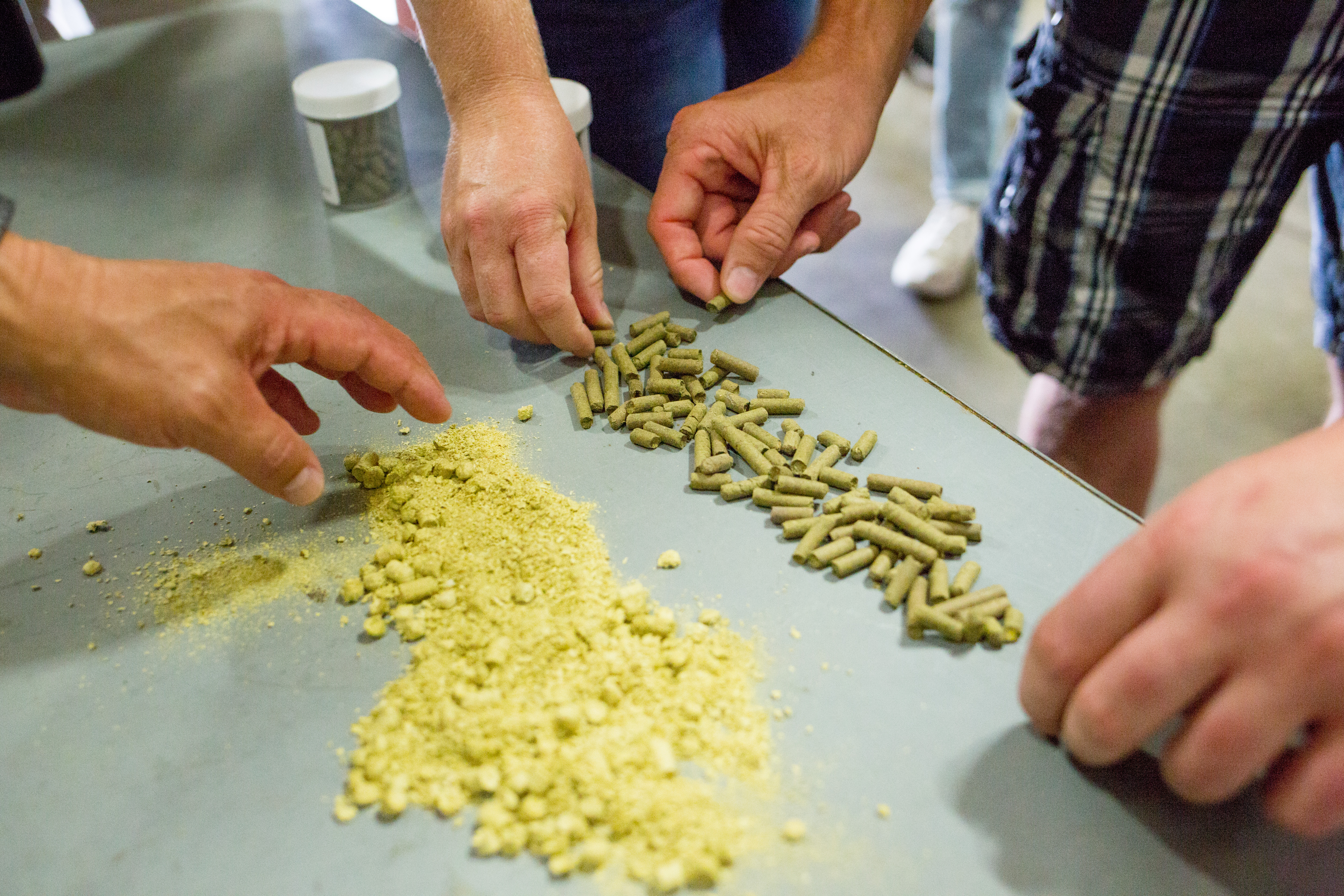 不同品種的酒花除了香氣表現,顏色也會略有不同。(YCH提供)