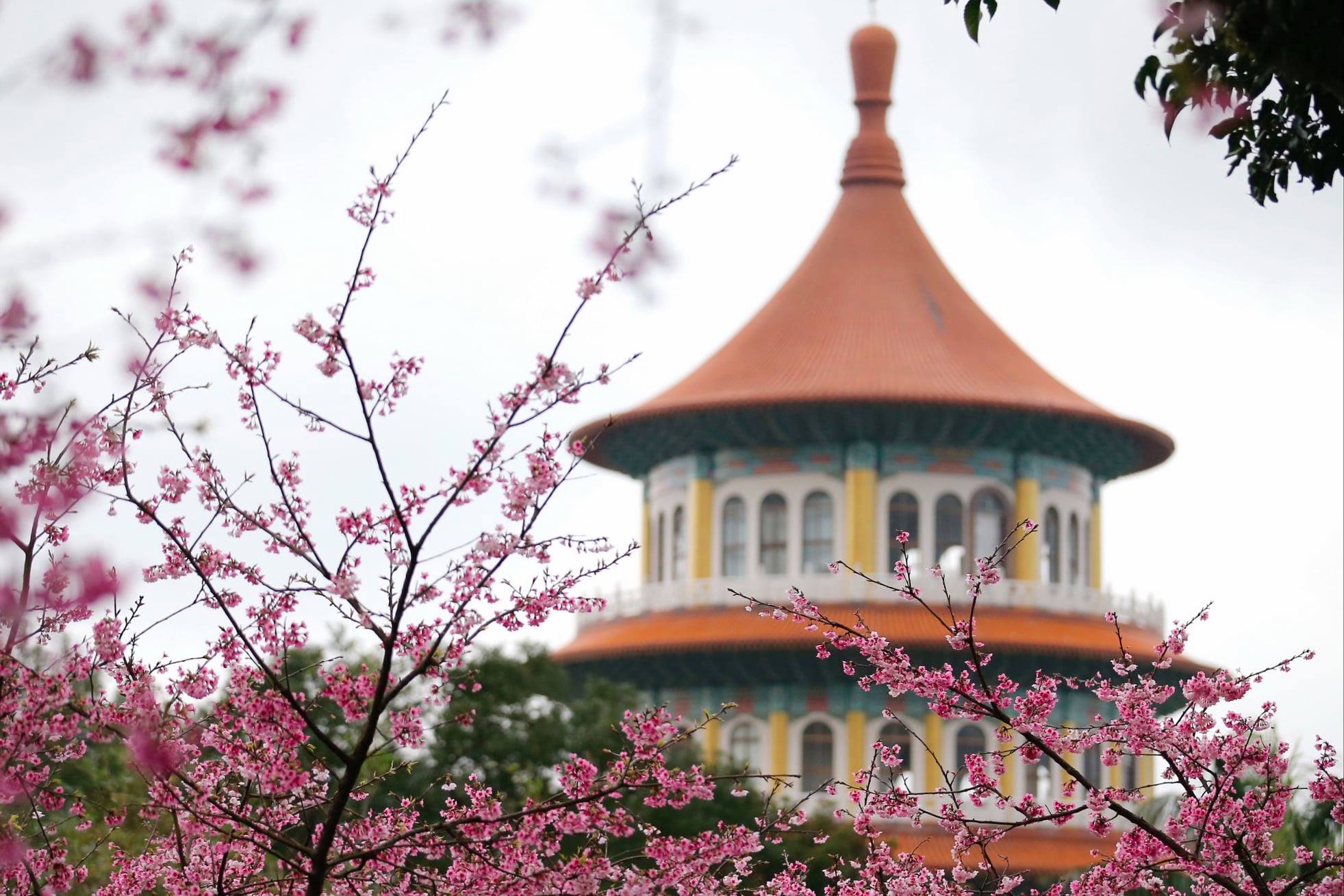 近期「淡水無極天元宮」櫻花盛開，目前天元宮採單一進出口，民眾須配戴口罩才能進入。（翻攝自賞花快報臉書）